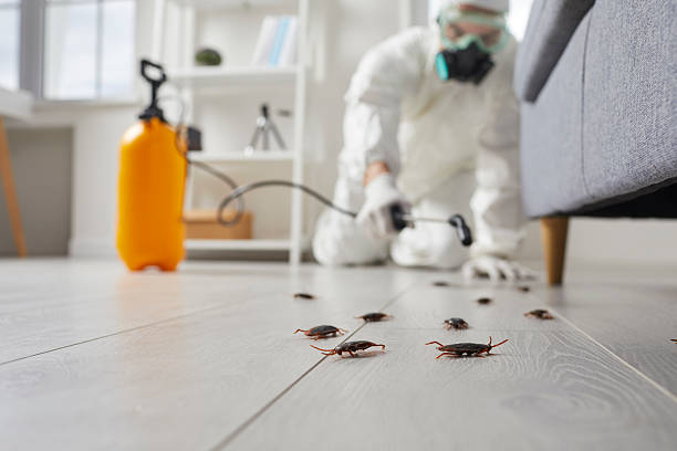 Affordable Termite Control solutions in Caro, MI